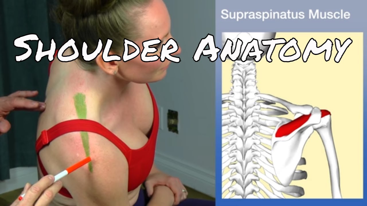 Shoulder Anatomy - The Muscles - MSR