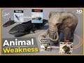 Animals weakness comparison