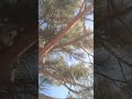 Benim Güzeller Güzeli Çam Ağacım😊😊#keşfet #keşfetedüş #keşfetbeniöneçıkar #keşfetteyiz