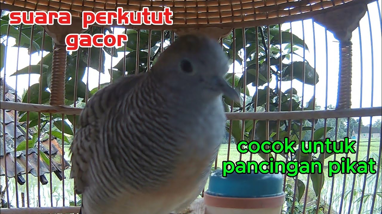 suara pancingan pikat #perkutut #viral #shorts