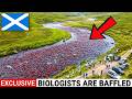 Scotland Released 150,000 Salmon Into a Dead River — What Came Back 25 Years Later Was Unbelievable