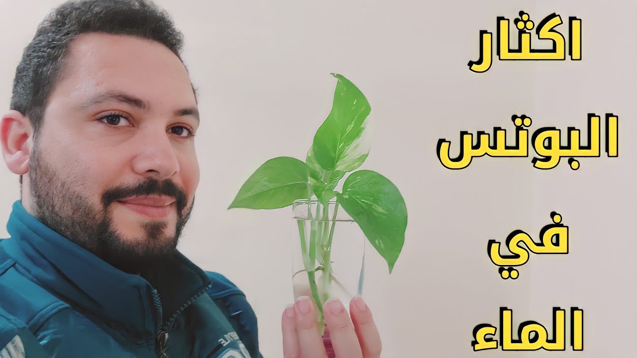 اكثار نبات البوتس في الماء بطريقة سهلة واهم المعلومات بعد تعقيل نبتة البوتس؟!