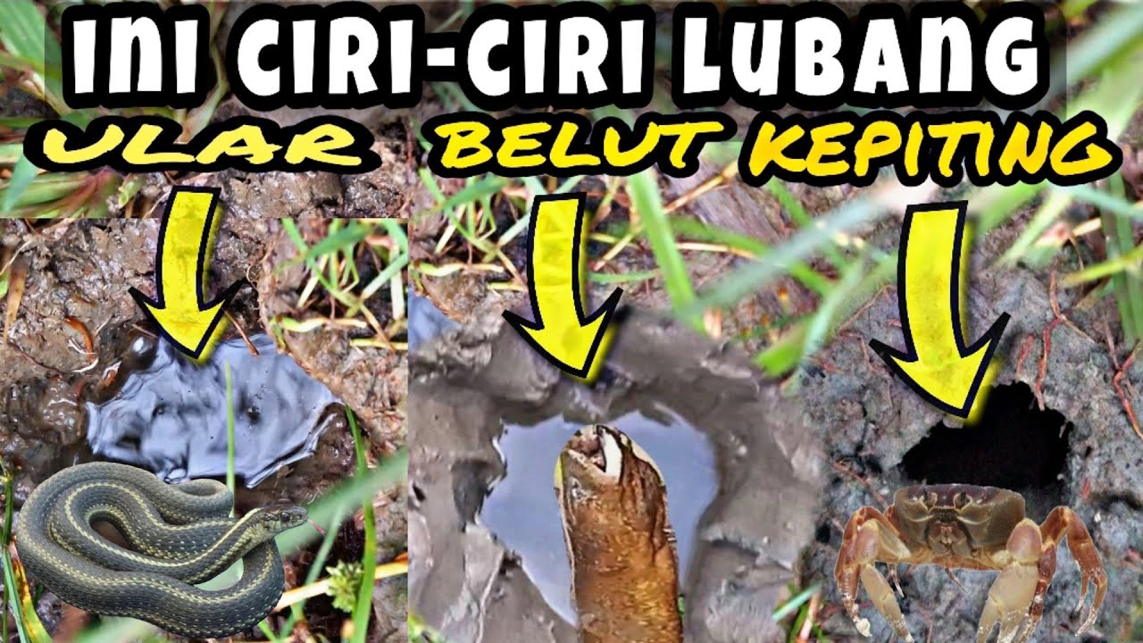 CIRI-CIRI LUBANG BELUT LUBANG ULAR DAN LUBANG KEPITING