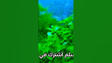 تلاوه رائعة أيات من سورة النمل