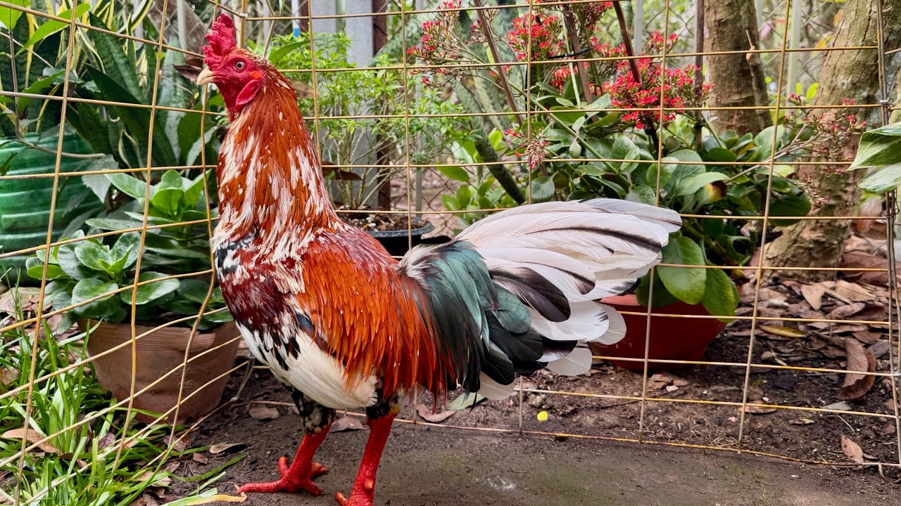 #top5 Siêu Xịn - ĐẸP GIỎI 