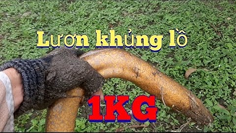 Câu lươn.vật lộn với con lươn khủng lồ 1KG tập110/Eel fishing. Struggling with a giant eel 1kg
