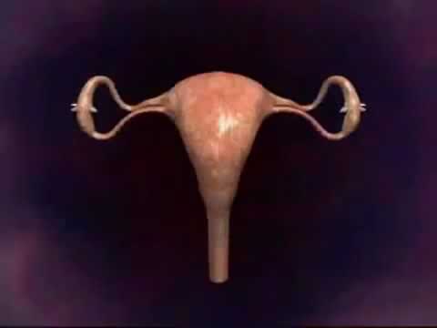 Proses menstruasi pada wanita