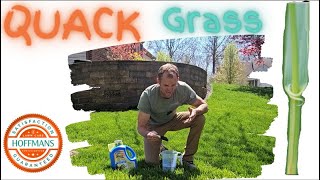 How to treat Quack Grass in the Lawn