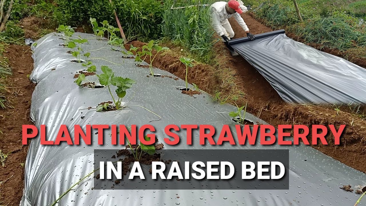Grow or Plant Strawberry in a Raised Bed