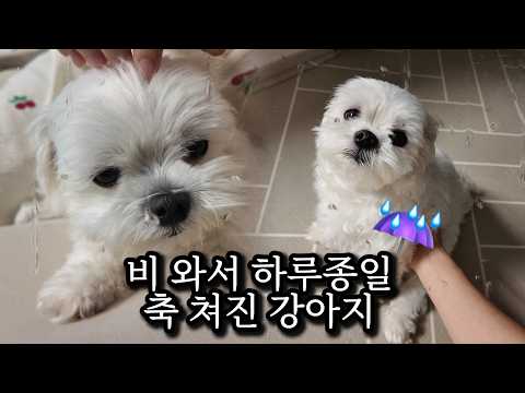 비가 오니 강아지도 축 쳐지는 하루 thumbnail