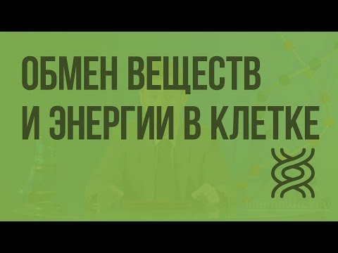 Видеоурок энергетический обмен в клетке 9 класс