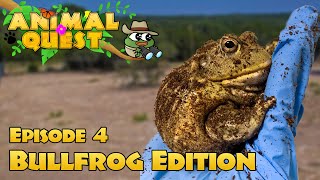 Animal Quest ep. 4: African Bullfrog Edition