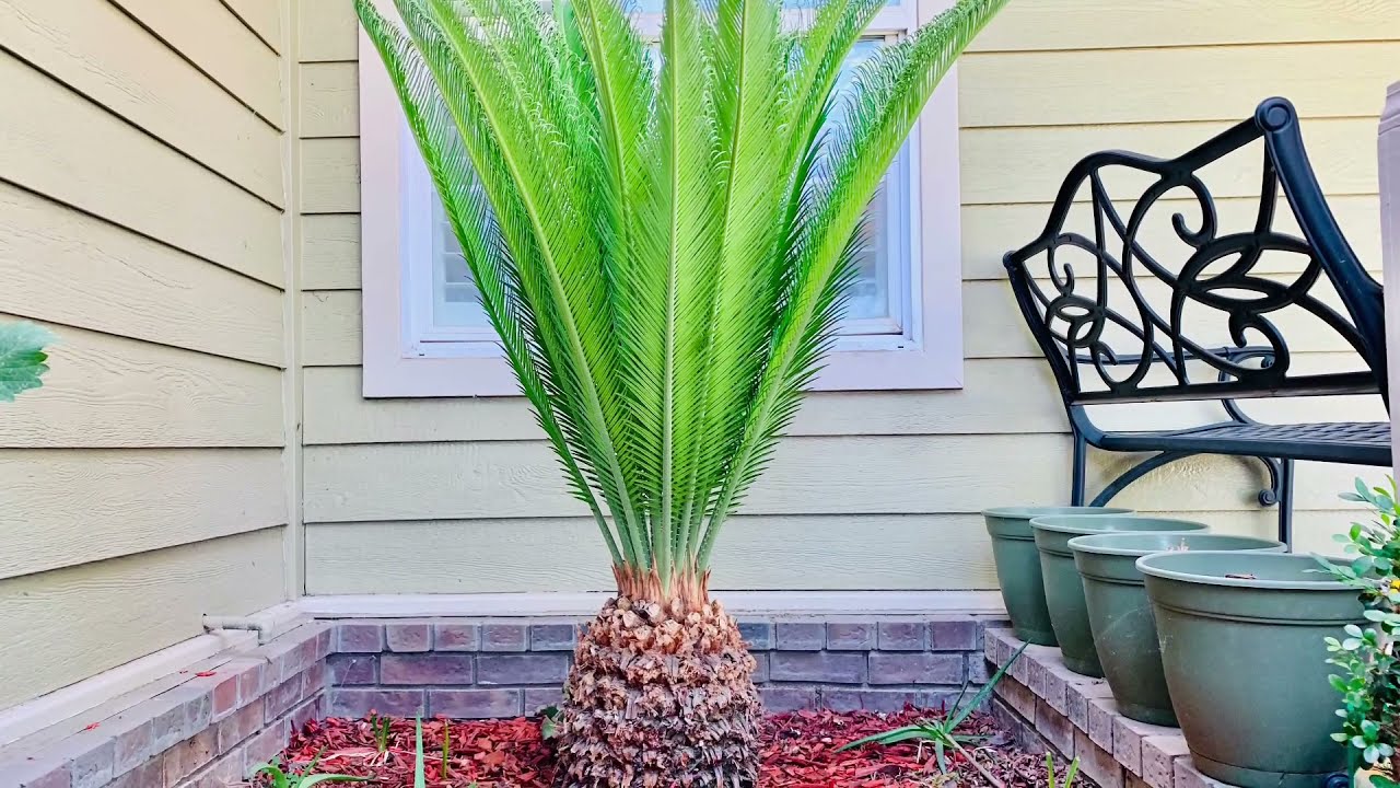 Trimming Our Japanese Sago Palm And Eggshells Fertilizer YouTube Trimming our japanese sago palm and eggshells fertilizer youtube