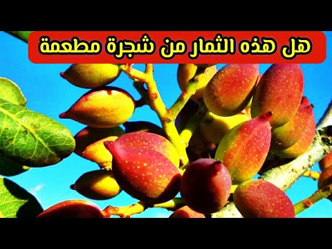 هل تثمر شجرة الفستق الحلبي بدون تطعيم تطعيم الفستق الحلبي