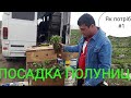 Висадка розсади Полуниці . # 1 Клубника 🍓🍓