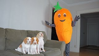 Funny Dogs vs Giant Carrot Prank! Funny Dogs Maymo, Potpie & Penny