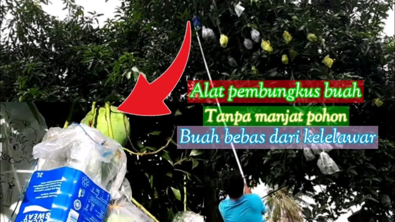 Cara membungkus buah di pohon tanpa harus manjat dan cara pembuatan alatnya.