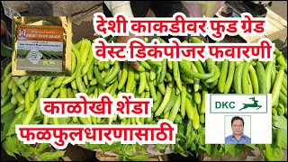 देसी ककडी को फुड ग्रेड स्प्रे Food Grade OWDC for cucumber virus & flowering @KrishanChandraNCOF