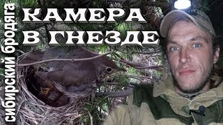 Gopro В ГНЕЗДЕ ПЕВЧЕГО ДРОЗДА НАБЛЮДЕНИЕ ЗА ЖИЗНЬЮ ПТИЦ поход в лес Gopro В ГНЕЗДЕ ПЕВЧЕГО ДРОЗДА НАБЛЮДЕНИЕ ЗА ЖИЗНЬЮ ПТИЦ поход в лес