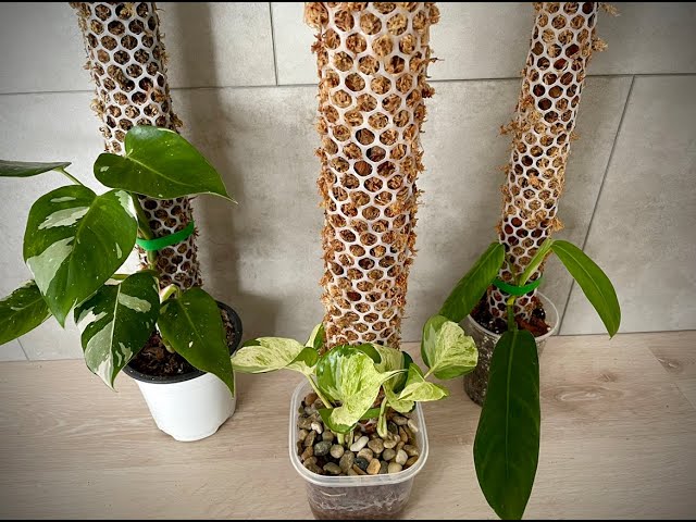 Quick Self-Watering Moss Pole & Quick Plant Tour - YouTube