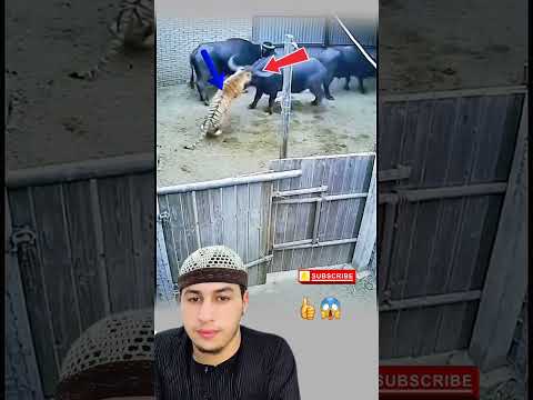 فالعدو لا يحتاج إلى قوة كبيرة إذا وجد أبناء البيت الواحد متفرقين لأن قوة الإخوة 