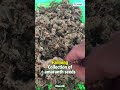 【CityVege】Farming Collection of amaranth seeds #shorts