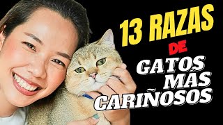 Los gatos más cariñosos y amables del mundo: 13 razas🐱💕 by Mascotas Sanas Y Felices 910 views 6 months ago 14 minutes, 14 seconds