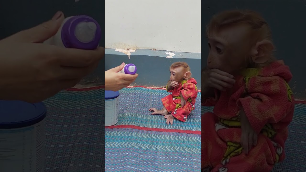 So Cute When Tiny Pruno Sit Quietly Wait Mom Mix Milk 