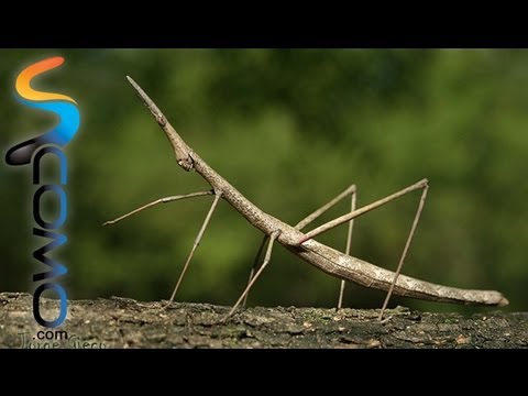 Vídeo: La informació més interessant sobre l'insecte mantis religiosa