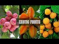 5 Exotic Fruits You Need to Try in Your Garden! | The Joys of Gardening Exotic Fruits