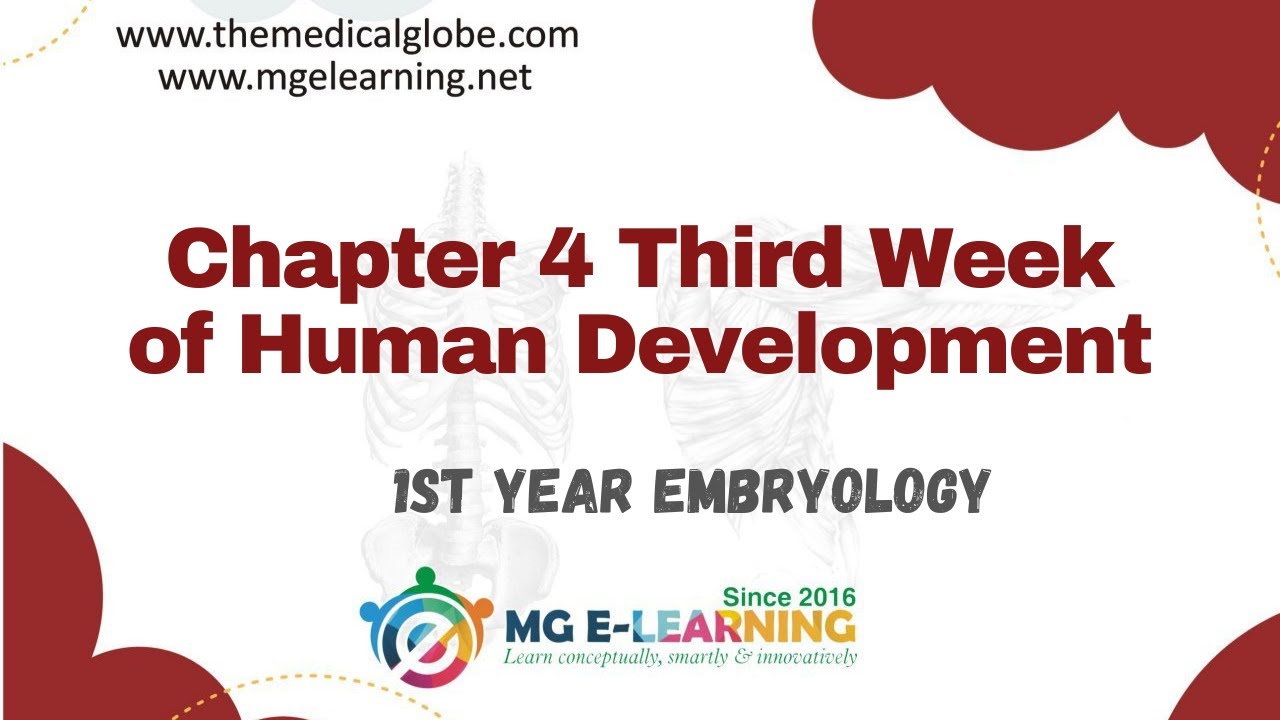 Chapter 4 Third Week of Human Development |Embryology| - YouTube