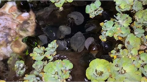 CHO ỐC ĂN MÍT CHÍNH MAU LỚN LẮM TRẠI ỐC NGUYỄN CƯỜNG 0919748192