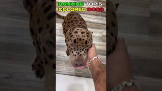 RANKING TOP 5 COLORED DOGS part 3