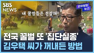 꿀벌 실종? 나랑은 먼 이야기…김우택 씨가 찾은 방법 / SBS / 모아보는 뉴스