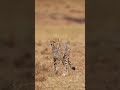 Why Cheetahs Are Built for Speed Only