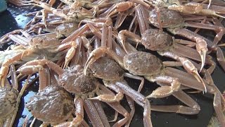 冬の幸、ズワイガニ漁解禁 日本海で初水揚げ