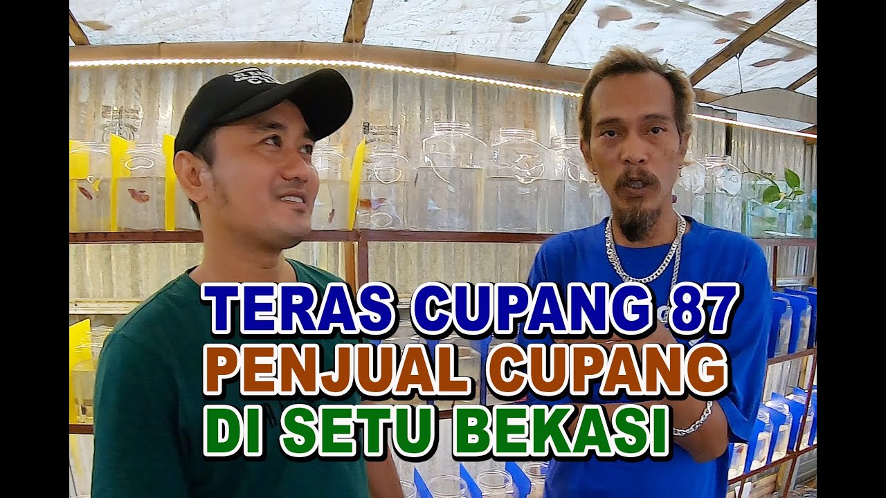  PENJUAL  IKAN CUPANG DI  SETU BEKASI  TERAS CUPANG 87 