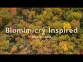 #ThinkOutside with Biomimicry | Biomimicry Explained