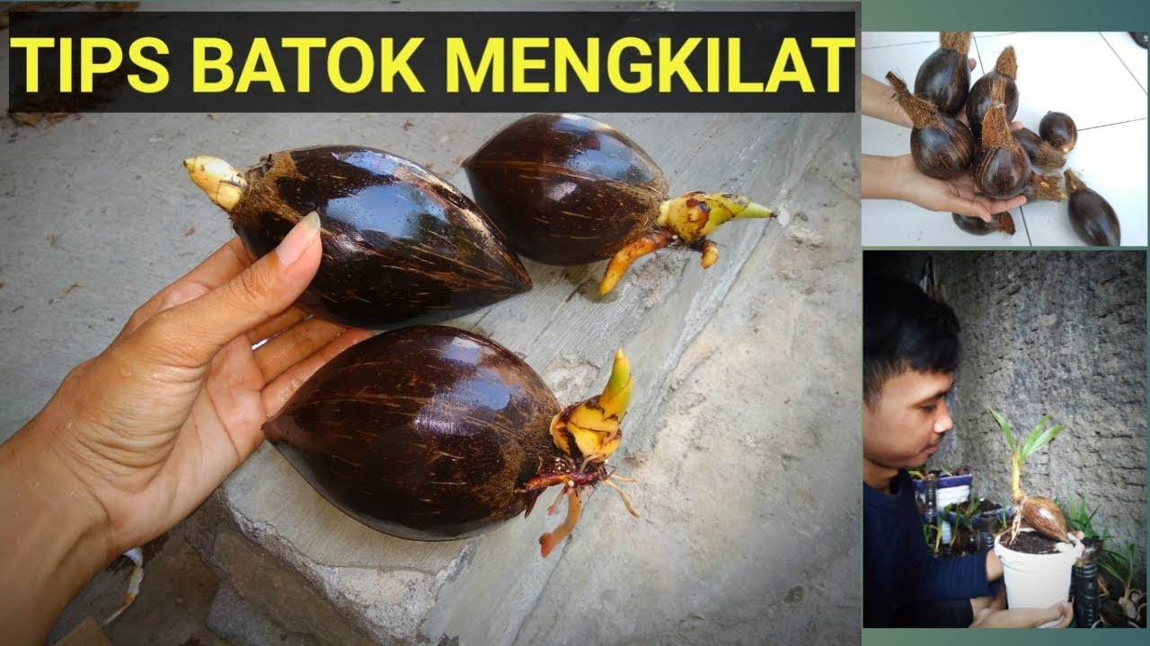  CARA  MENGKILAPKAN BATOK  BONSAI KELAPA  YouTube