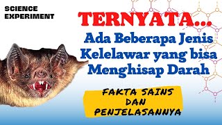 Ngeriii..Kelelawar vampir menghisap darah #faktaunik #sciencefacts