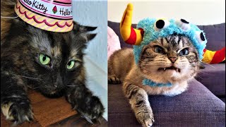Pets that Make me Feel Happy Inside 😍 | funny pets compilation #2 |Funny pets videos | Plenty pets