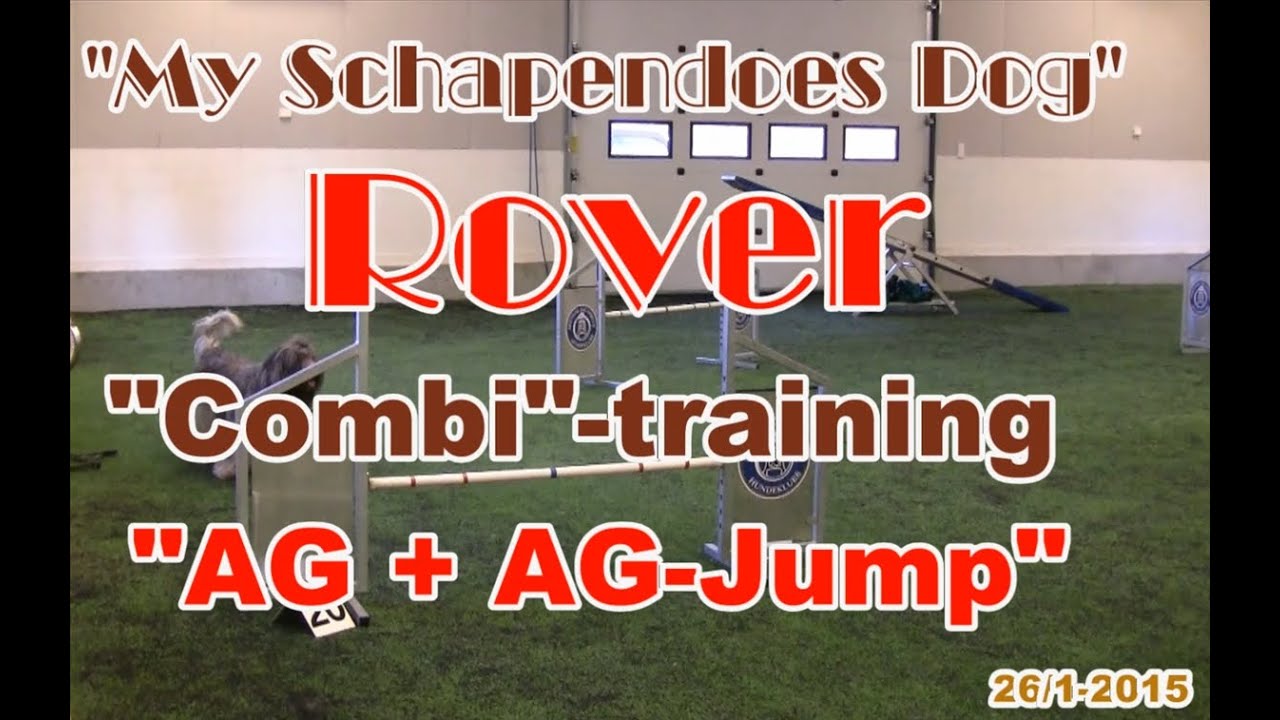 Schapendoes Dog Agility Training (& Agility Jumping Training)
