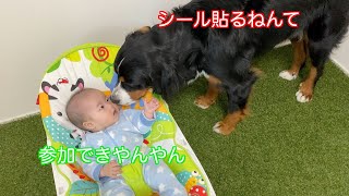 【犬と赤ちゃん】お家キャンプ場をデコる子供を見守る　バーニーズマウンテンドッグ　 bernese mountain dog
