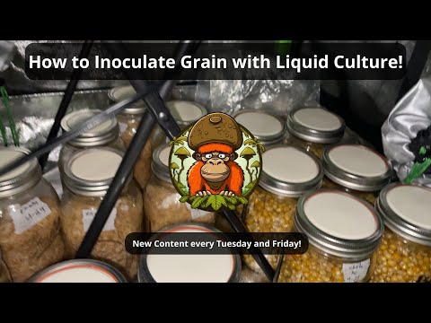 Inoculating Grain with LC for Faster Growth! (Using 4ml per Jar)