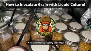 Inoculating Grain with LC for Faster Growth! (Using 4ml per Jar)