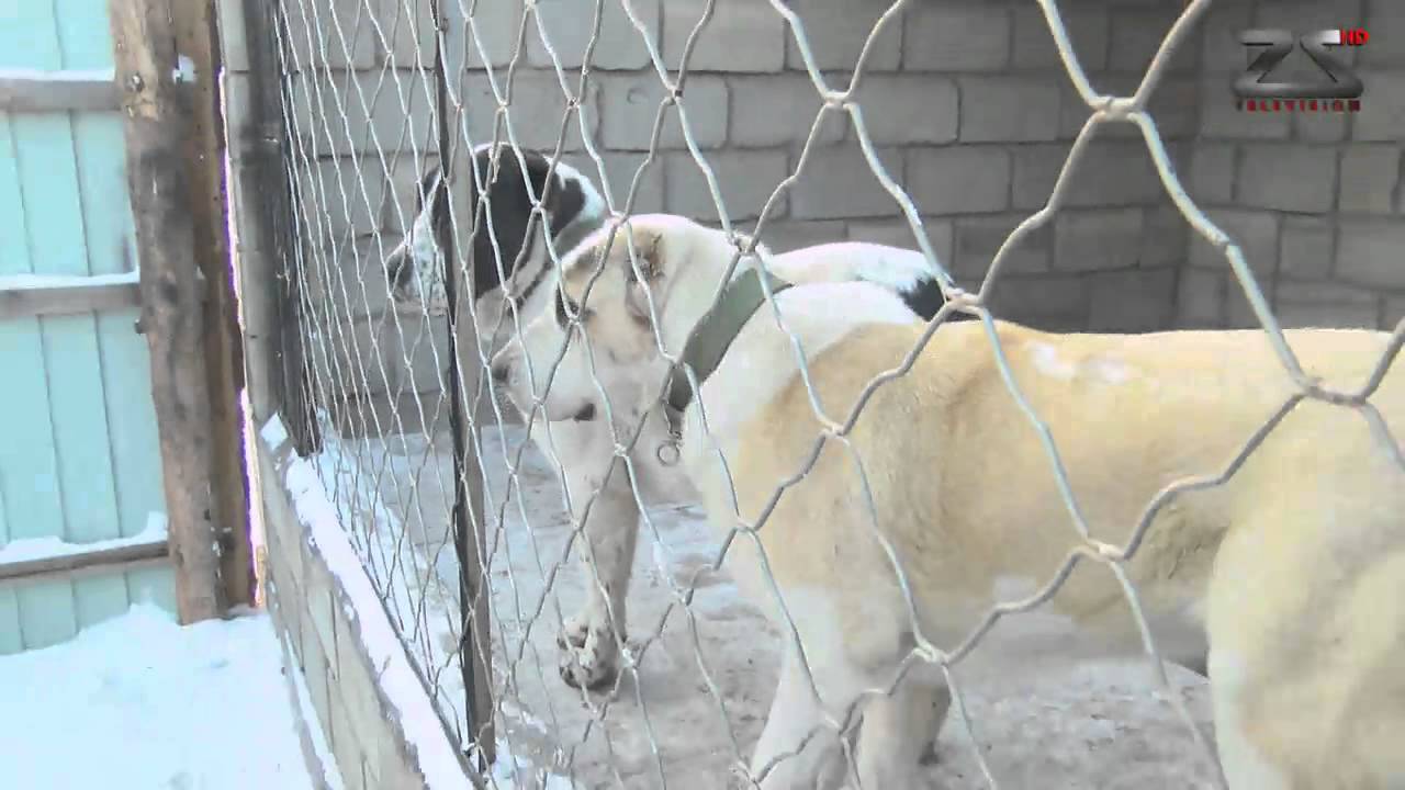 Танайд хоноё -Уугуул чанар