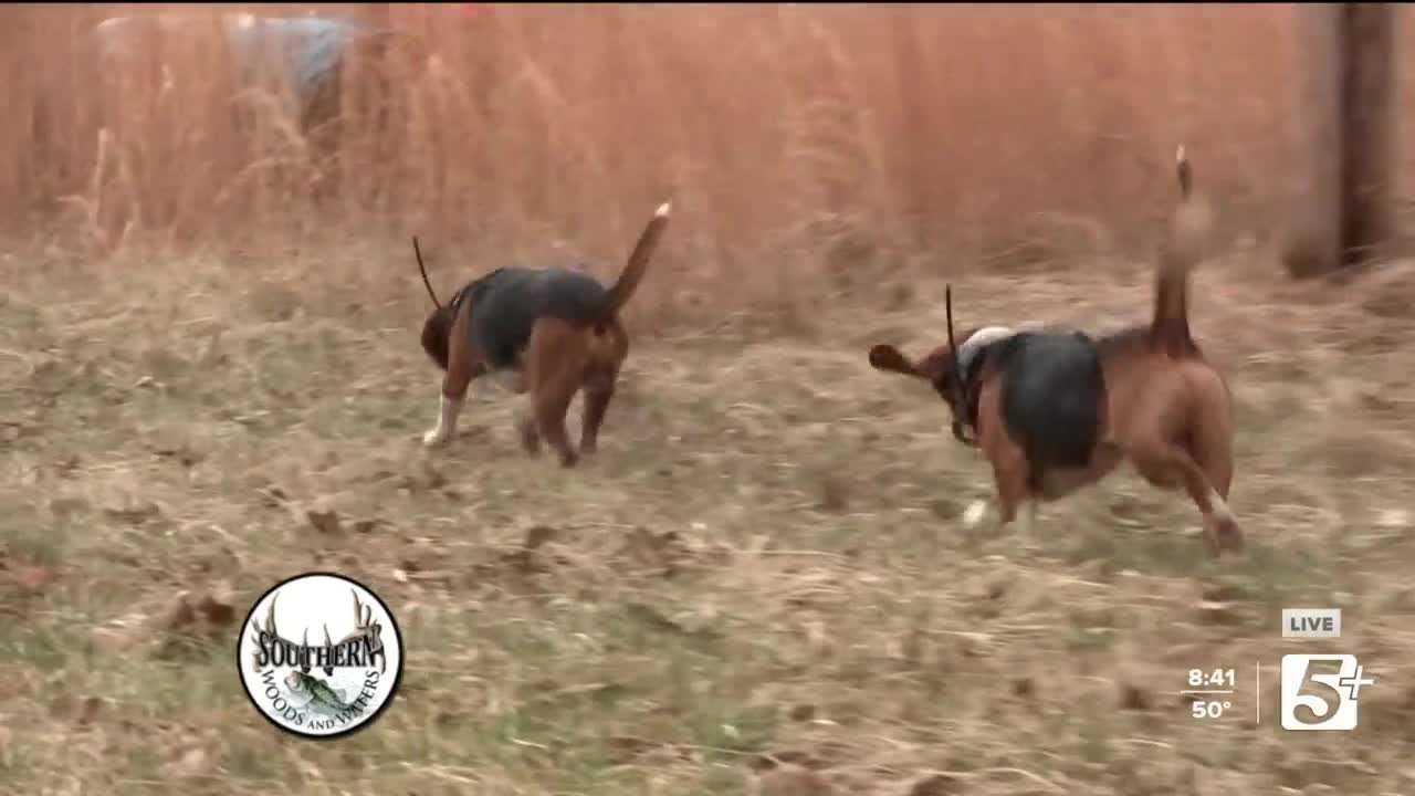 Southern Woods and Waters: Alabama Rabbits (P3) - YouTube