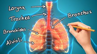 Structure and Function of LUNGS