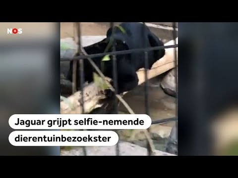 Video: Selfie-nemende Vrouw Aangevallen Door Jaguar In Dierentuin