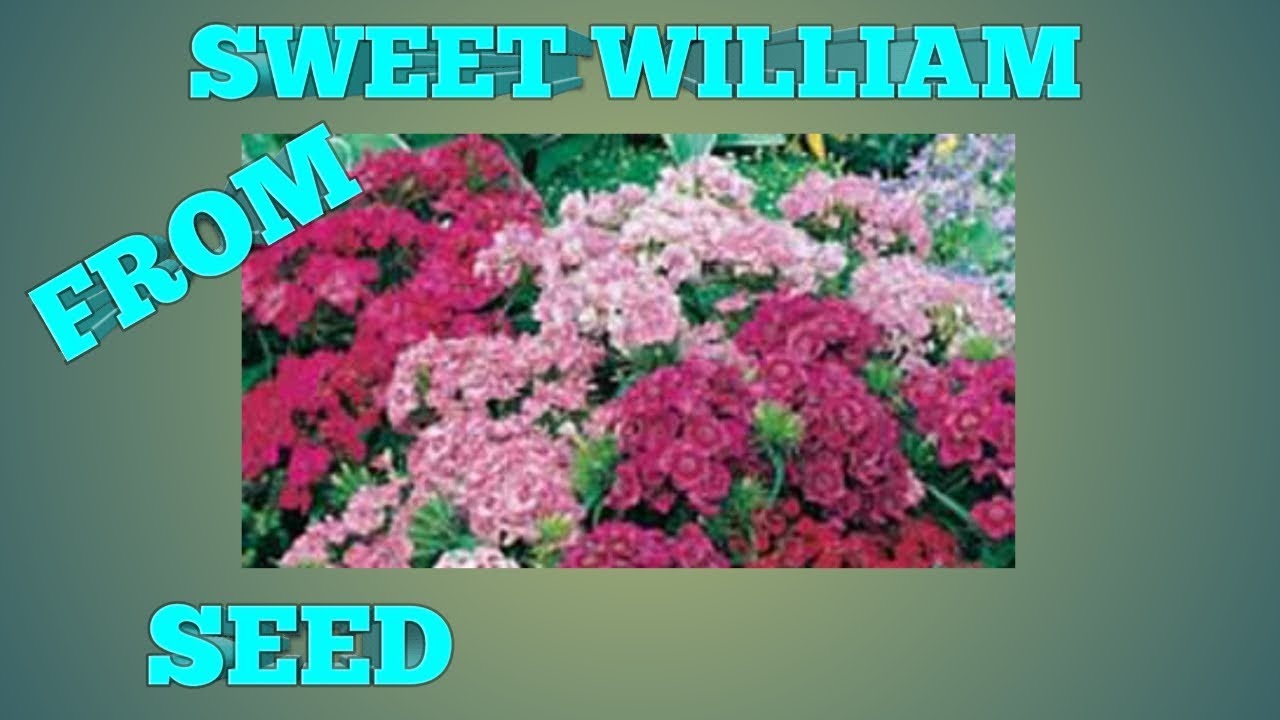 How To Sow SWEET WILLIAM Indian Carpet Mixed YouTube how-to-sow-sweet-william-indian-carpet-mixed-youtube